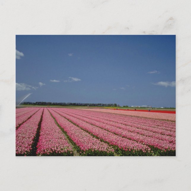 Carte Postale Champs d'orge rouge, Zanskar Ladakh, fleurs de l'I (Devant)