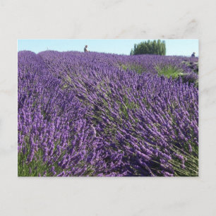 Carte Postale Champs Lavande