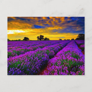 Carte Postale Champs violets