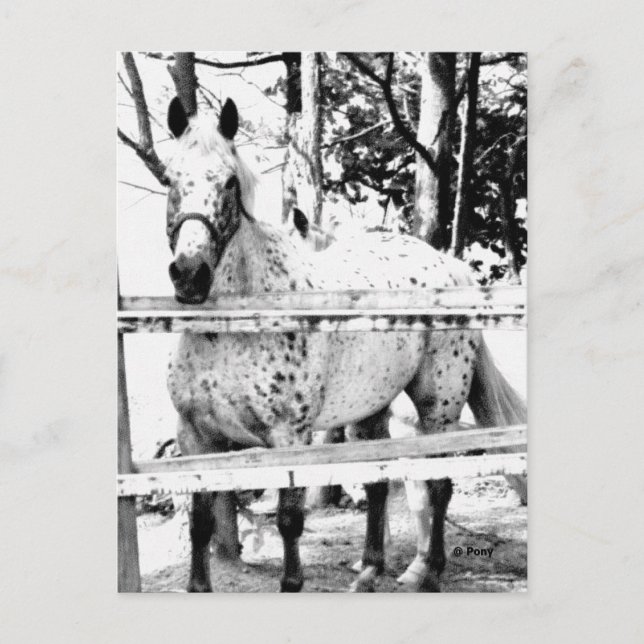 Carte Postale Chance (Devant)