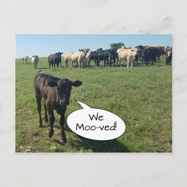 Carte Postale Changement d'adresse de la vache Nous avons déména (Devant)