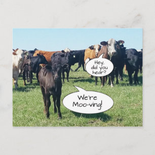 Carte Postale Changement d'adresse vaches Nous sommes en mouveme