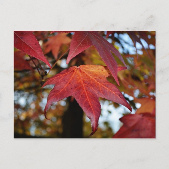 Carte Postale Changement de Feuilles d'automne (Devant)