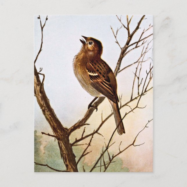 Carte Postale Chant du Bruant de champ (Devant)