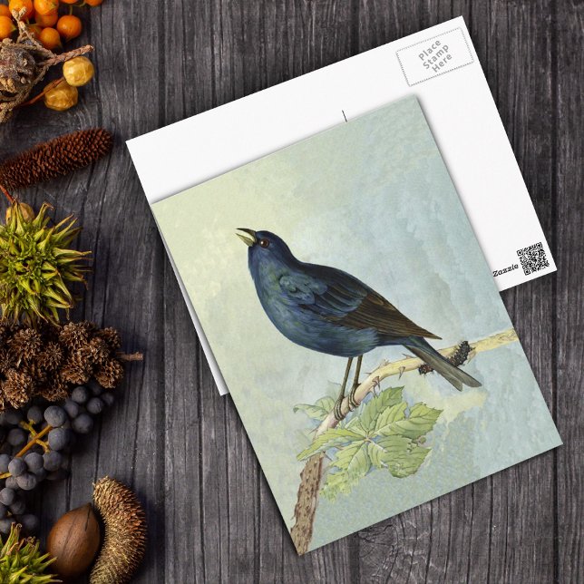 Carte Postale Chanter Blackbird Watercolor PostCard (Watercolor of elegant singing blackbird on branch with caterpillar on a postcard.)
