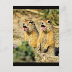 Carte Postale Chanter des chiens des Prairies