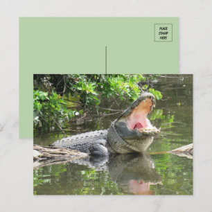 Carte Postale Chanter Florida Alligator avec ID Box