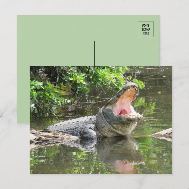 Carte Postale Chanter Florida Alligator avec ID Box (Devant / Derrière)