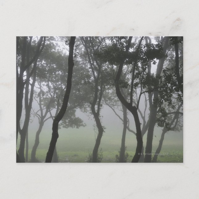 Carte Postale Chao dos Louros, Madère, Portugal (Devant)