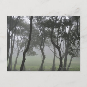 Carte Postale Chao dos Louros, Madère, Portugal