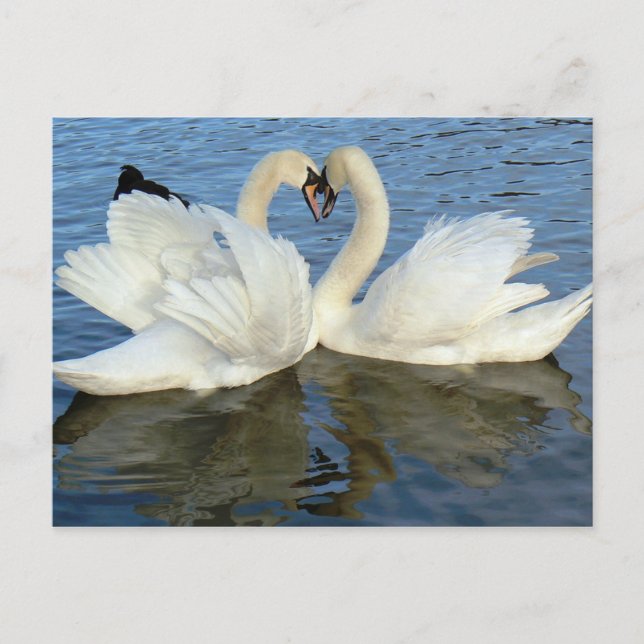 Carte Postale Chaperoned Swan (Devant)