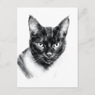 Carte Postale Charbon de Chat