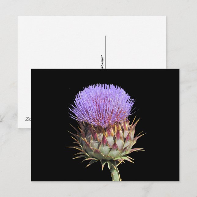 Carte postale - Chardon (Devant / Derrière)