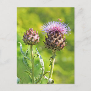 Carte Postale Chardon Artichoke