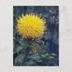 Carte Postale Chardon étoilé jaune (Centaurea Macrophala)