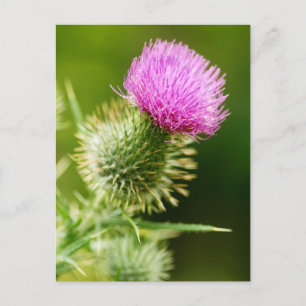 Carte Postale Chardon mauve en fleur
