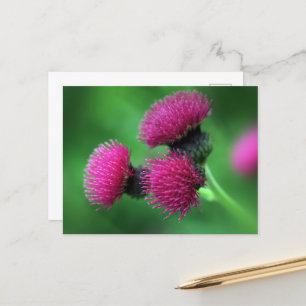 Carte postale chardon violet