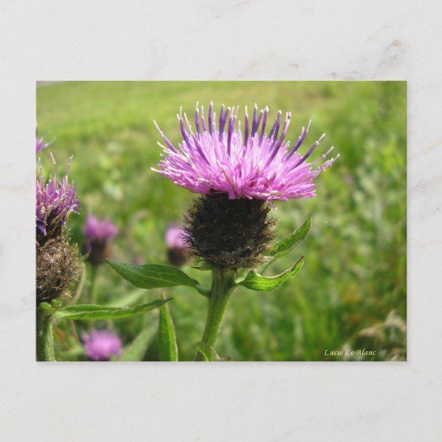 Carte Postale Chardon vulgaire (Devant)