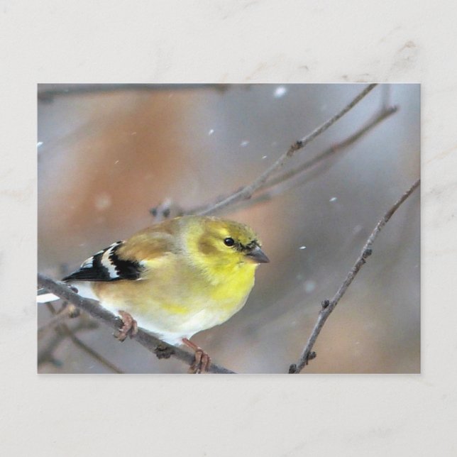 Carte Postale Chardonneret (Devant)