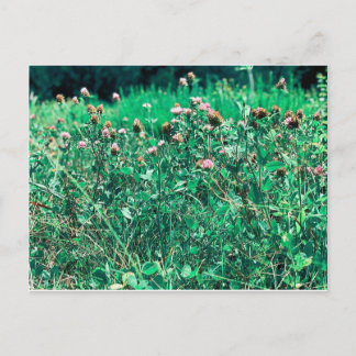 Carte Postale Chardons