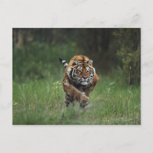 Carte Postale Chargement du tigre de Sibérie humide