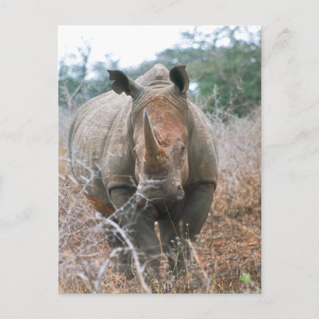 Carte Postale Chargement Rhino (Devant)