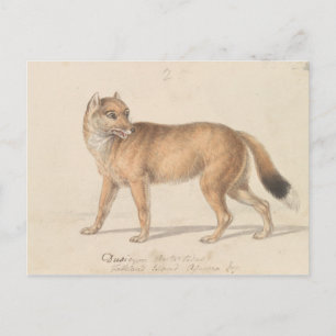 Carte Postale Charles Hamilton Smith - Loup des îles Malouines