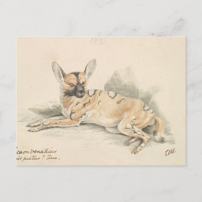 Carte Postale Charles Hamilton Smith - Lycaon d'Afrique (Devant)