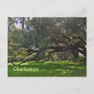 Carte postale Charleston Plantation Oak Trees