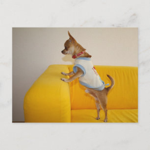 Carte Postale Charlie Chihuahua