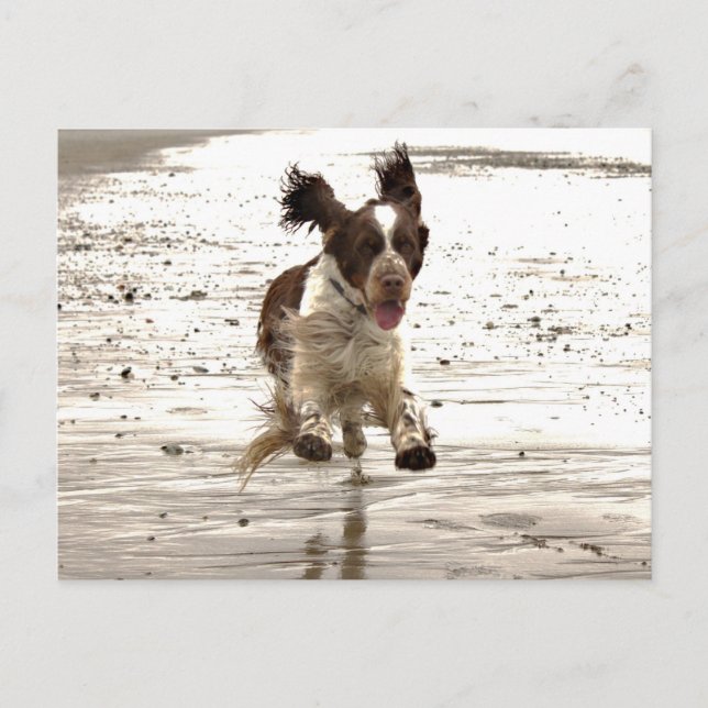 Carte Postale Charlie Le Springer ! (Devant)