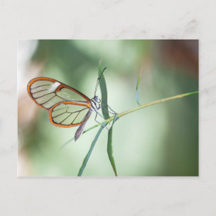 Carte Postale Charme papillon à aile claire