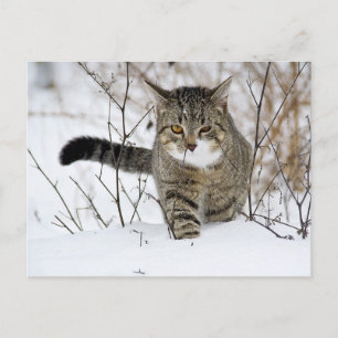 Carte Postale Chasse au chat Tabby dans la neige