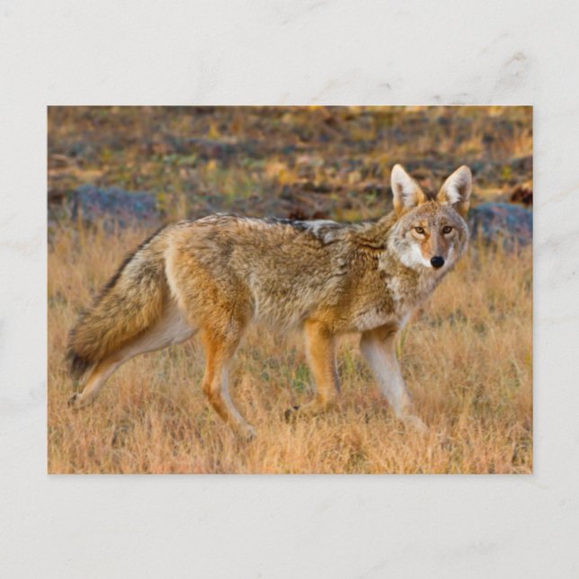 Carte Postale Chasse au coyote (Canis Latrans) (Devant)