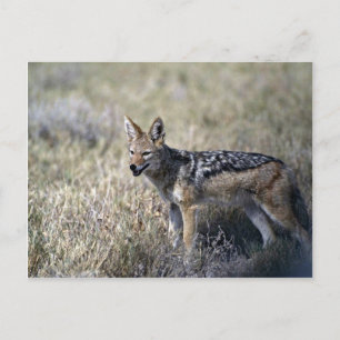 Carte Postale Chasse au Jackal