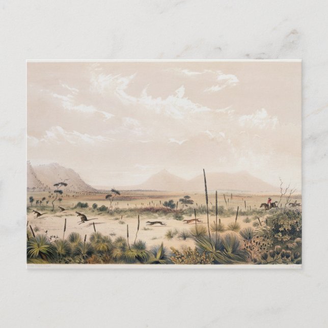 Carte Postale Chasse au kangourou (Devant)