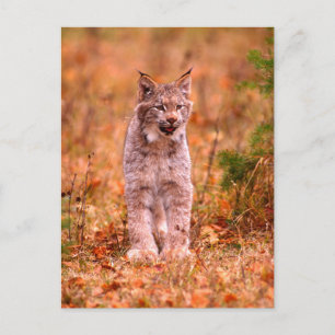Carte Postale Chasse Bobcat   Forêt d'automne
