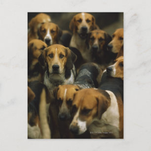 Carte Postale Chasse de foxhounds, Galway Blazers, Irlande