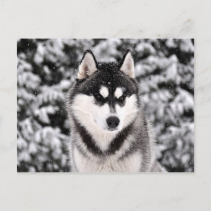 Carte Postale Chasse-neige