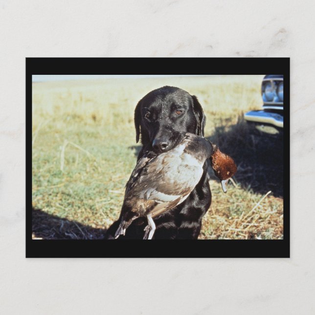 Carte Postale Chasse réussie (Devant)