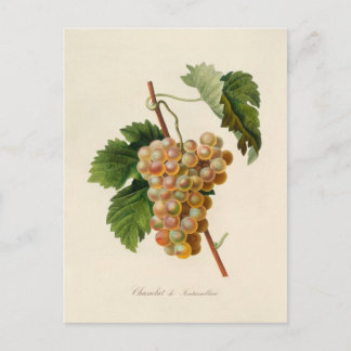 Carte postale Chasselat de Fontainebleau