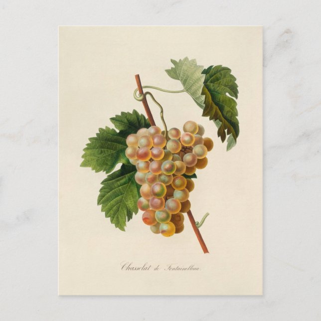 Carte postale Chasselat de Fontainebleau (Devant)