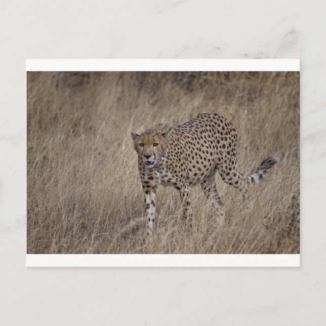 Carte Postale Chasseur (Devant)