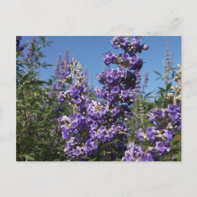 Carte Postale Chaste Arbre Fleurs violettes (Devant)