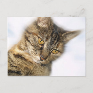 Carte Postale Chat