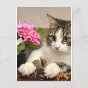 Carte Postale Chat
