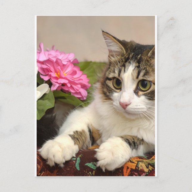 Carte Postale Chat (Devant)