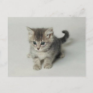 CARTE POSTALE CHAT