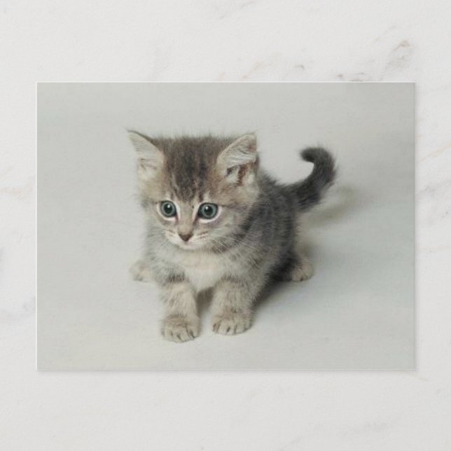 CARTE POSTALE CHAT (Devant)