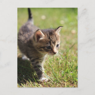 Carte Postale Chat